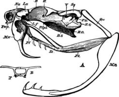 Rattlesnake Skull, vintage illustration vector