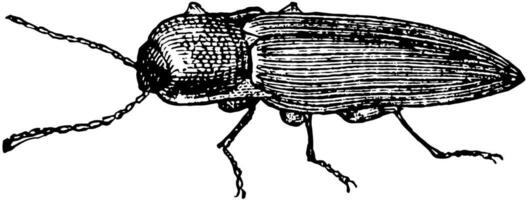 Click Beetle, vintage illustration. vector