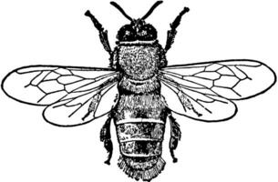 Male Honey Bee, vintage illustration. vector