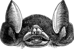 Bat Head, vintage illustration. vector