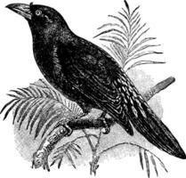 Finch Billed Myna, vintage illustration. vector