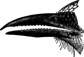 Motmot Beak, vintage illustration. vector