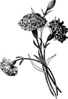 Tissue paper carnations are simple quick and inexpensive, vintage engraving. vector