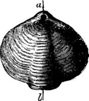 athyris braquiópodo, Clásico ilustración. vector