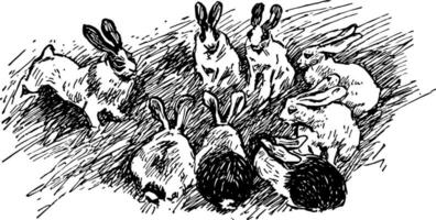 Eight Rabbit, vintage illustration vector