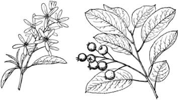 Branch of Amelanchier Obovalis vintage illustration. vector