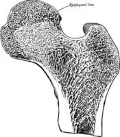 Longitudinal Section of Head of Femur, vintage illustration. vector