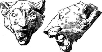 Panther Head is shown from its front and side view, vintage engraving. vector