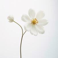ai generado un sencillo blanco flor es aislado foto