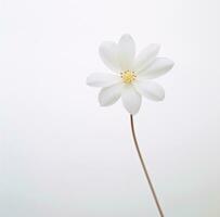 AI generated a simple white flower is isolated photo