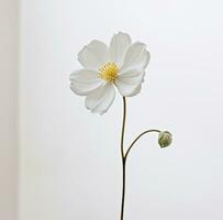 ai generado un sencillo blanco flor es aislado foto