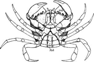 Female Shore Crab, vintage illustration. vector