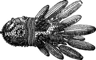 Cidaris coronata, vintage illustration vector