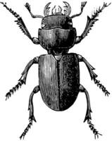 Small Stag Beetle, vintage illustration. vector