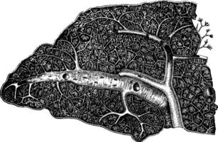 Transverse Section of the Spleen, vintage illustration. vector