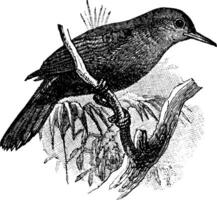 Black Tailed Leaftosser, vintage illustration. vector