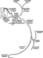 Distribution of a Spinal Nerves, vintage illustration. vector