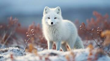 AI generated a white fox on snow in the background, photo