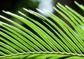 The pinnately compound leaves of Cycas revoluta Thunb photo