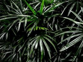 Freshness palm leaves surface in dark tone as rife forest background photo