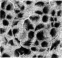 Capillary Network in Lung, vintage illustration. vector