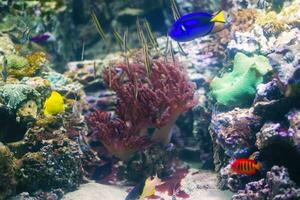 Beautiful underwater background with corals and fish. Multi-colored marine ocean plants. Exotic flora water photo