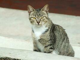 Wanderer Cat, Stray cat. Curious cat exploring its surroundings. Cute Adorable feline enjoying backyard. Fluffy cat alone on the park photo