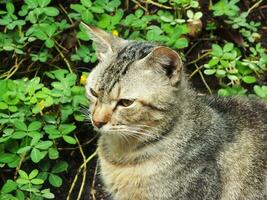 vagabundo gato, extraviado gato. curioso gato explorador sus alrededores. linda adorable felino disfrutando patio interior. mullido gato solo en el parque foto