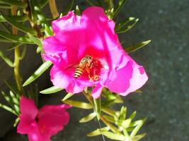 Purslane roses or rose moss is an ornamental plant belonging to the family Portulacaceae. Pink flower blooming on the garden with bee flying arround. Selective focus. Bright color flower. photo