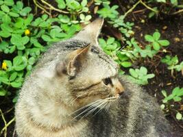 vagabundo gato, extraviado gato. curioso gato explorador sus alrededores. linda adorable felino disfrutando patio interior. mullido gato solo en el parque foto