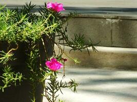 verdolaga rosas o Rosa musgo es un ornamental planta pertenencia a el familia portulacaceae. rosado flor floreciente en el jardín. selectivo enfocar. brillante color flor foto