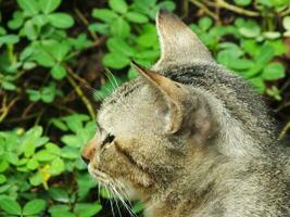 vagabundo gato, extraviado gato. curioso gato explorador sus alrededores. linda adorable felino disfrutando patio interior. mullido gato solo en el parque foto