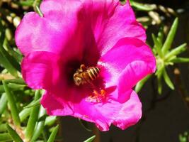 verdolaga rosas o Rosa musgo es un ornamental planta pertenencia a el familia portulacaceae. rosado flor floreciente en el jardín con abeja volador alrededor. selectivo enfocar. brillante color flor. foto