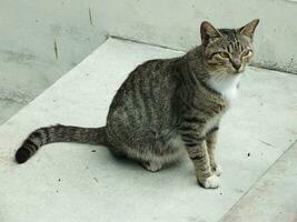 vagabundo gato, extraviado gato. curioso gato explorador sus alrededores. linda adorable felino disfrutando patio interior. mullido gato solo en el parque foto