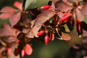 berberis thunbergii. bayas en el rama foto