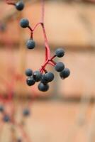 background with pattern of Parthenocissus leaves and copy space photo