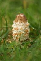 Big shaggy Inky cap mushrooms in grass in the autumn garden photo