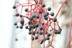 background with pattern of Parthenocissus leaves and copy space photo