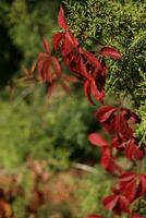 background with pattern of Parthenocissus leaves and copy space photo