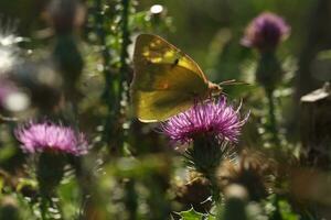 Berger's clouded yellow butterfly on the thristle flowers photo