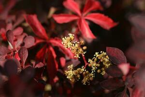 background with pattern of Parthenocissus leaves and copy space photo
