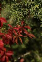 background with pattern of Parthenocissus leaves and copy space photo
