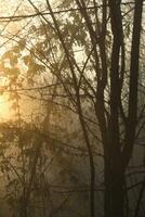 Foggy autumn morning with trees silhouettes photo