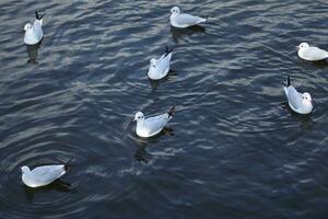 Sea mew on the river in summer time. Wildlife photo