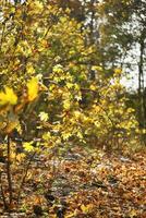 Sunny day in the autumn forest with yellow leaves photo