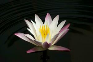 White and pink waterlily flower. photo