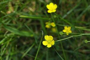Pattern of yellow flowers on the meadow in summer photo