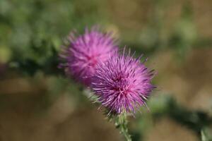 Milk thristle purple  flowers close up photo