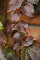 background with pattern of Parthenocissus leaves and copy space photo