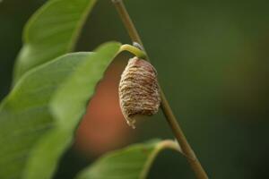 recently laid Mantises ootheca on the tree branch photo